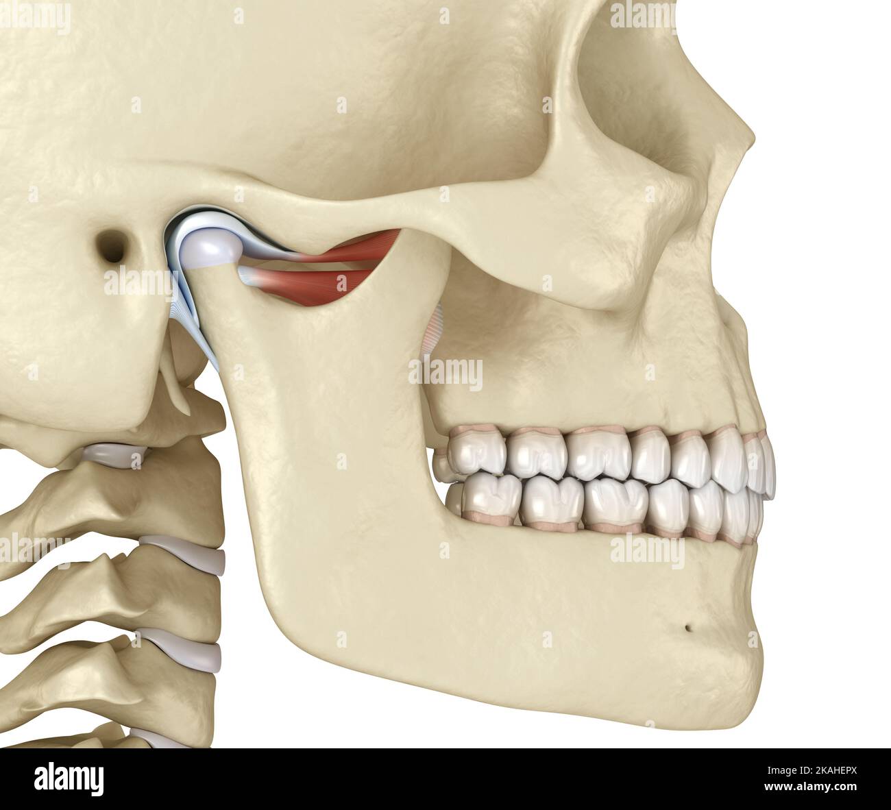 Kiefergelenk: Die Kiefergelenke. Gesunde Okklusionsanatomie. Medizinisch  akkurate 3D Illustration des menschlichen Zahns und Prothesenkonzepts  Stockfotografie - Alamy