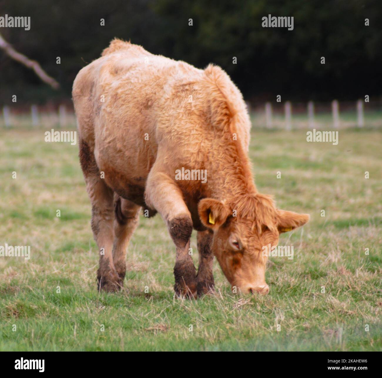 Farm Land Wälder und Kirchen Stockfoto