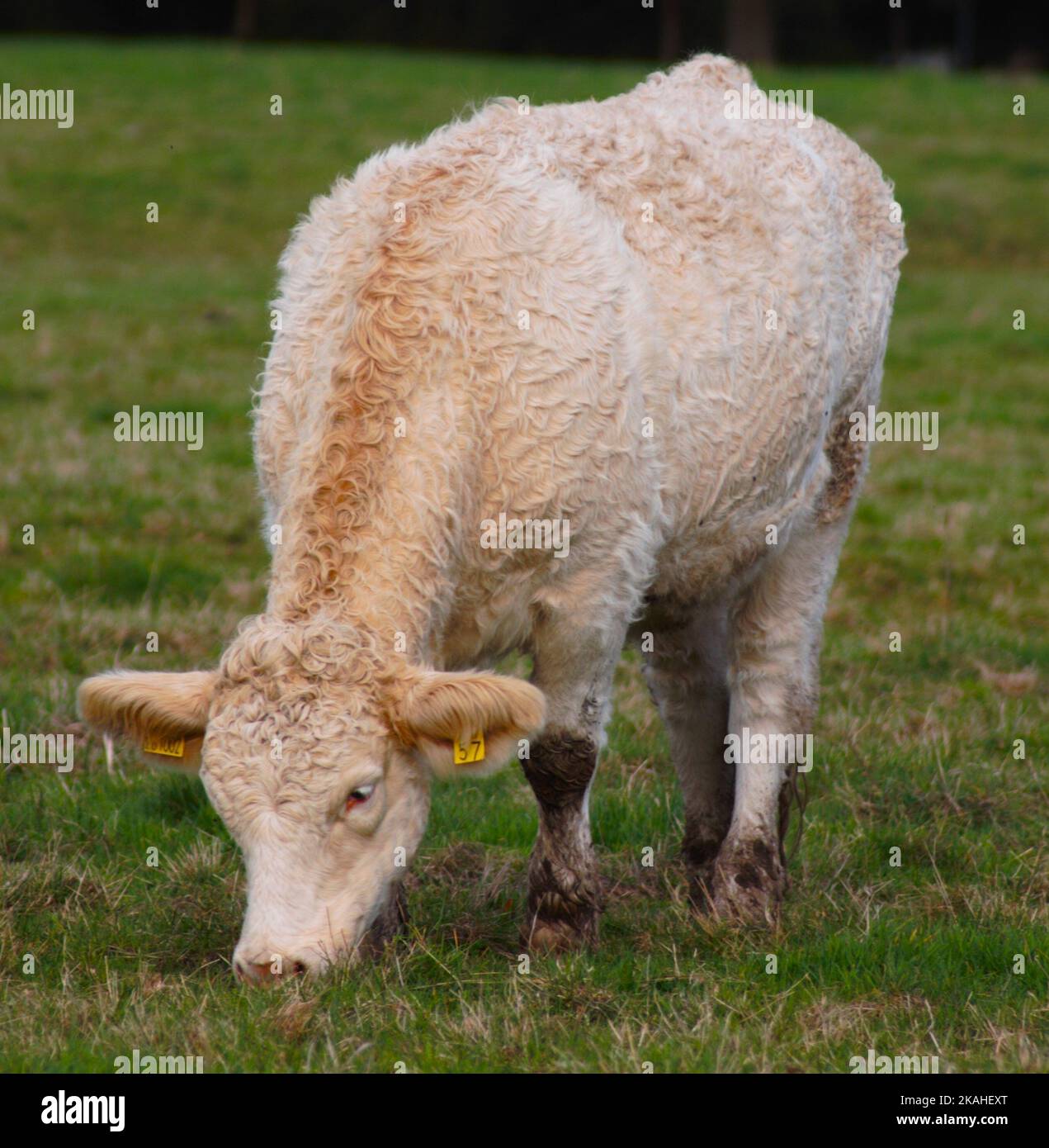 Farm Land Wälder und Kirchen Stockfoto
