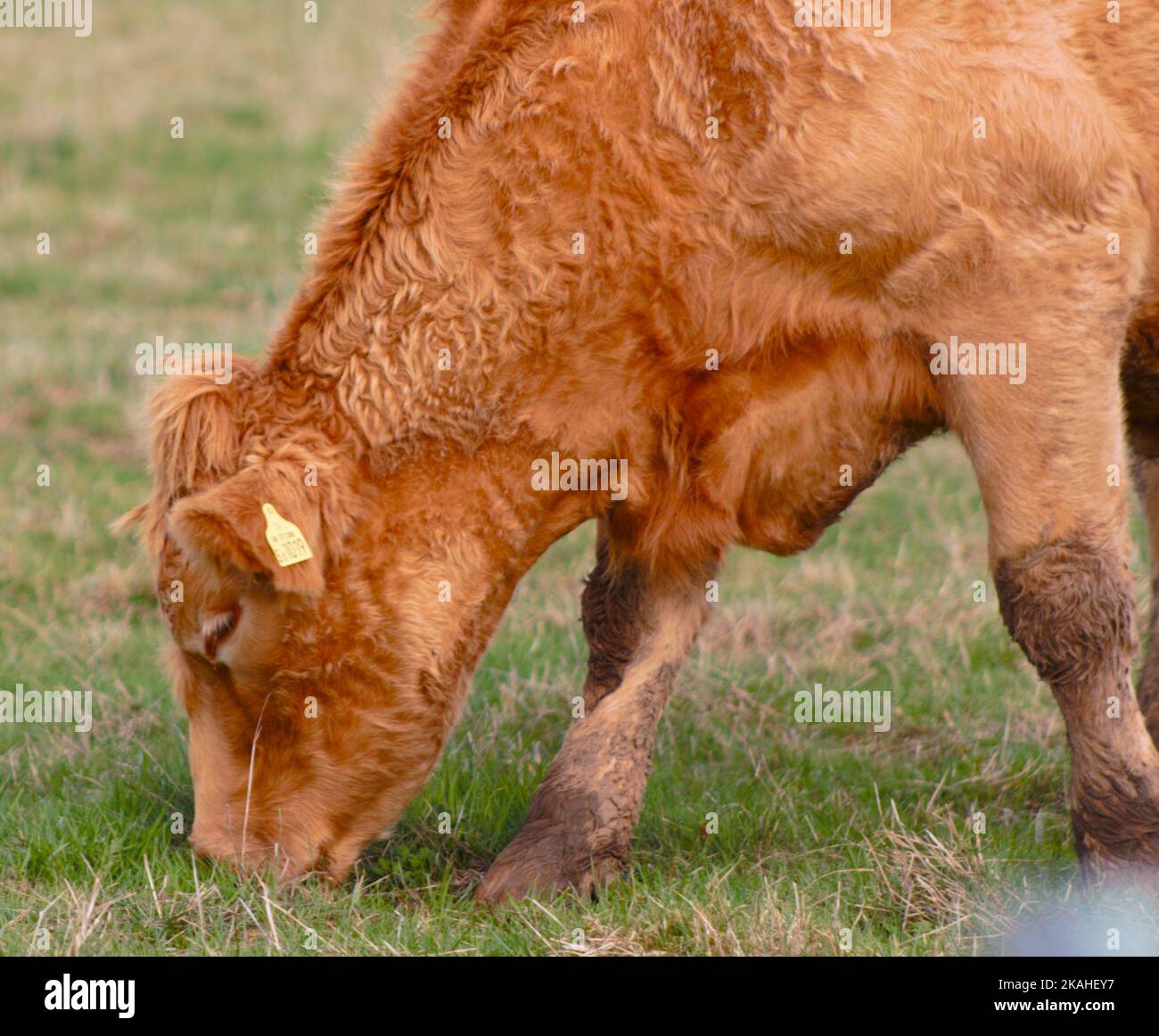 Farm Land Wälder und Kirchen Stockfoto