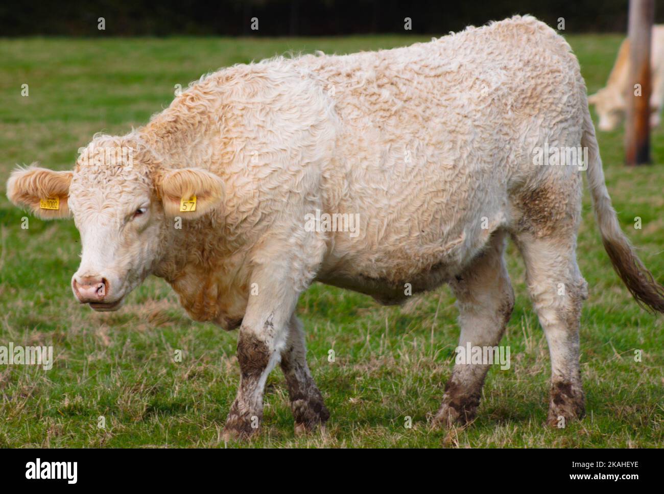 Farm Land Wälder und Kirchen Stockfoto