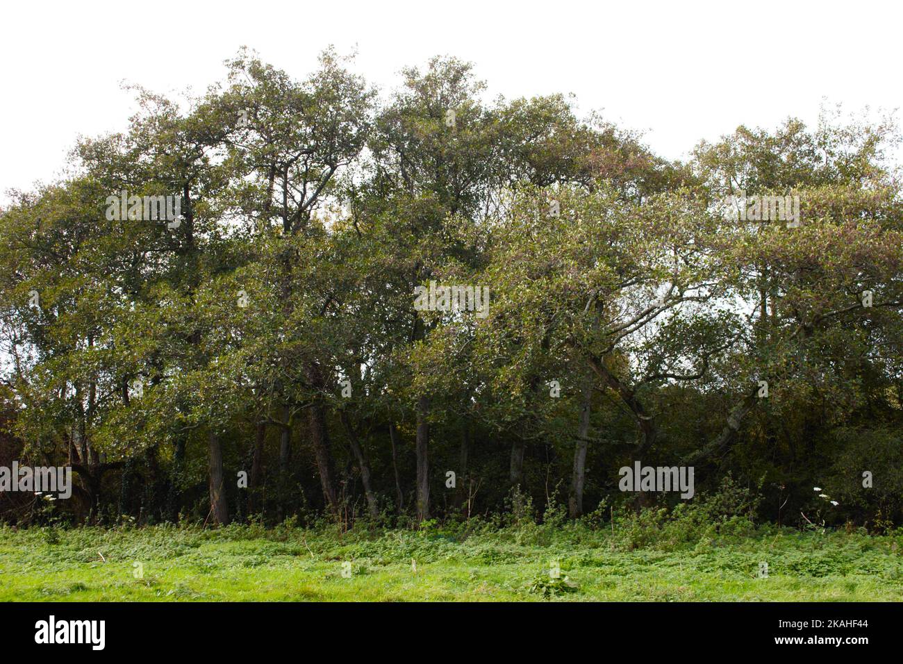 Farm Land Wälder und Kirchen Stockfoto