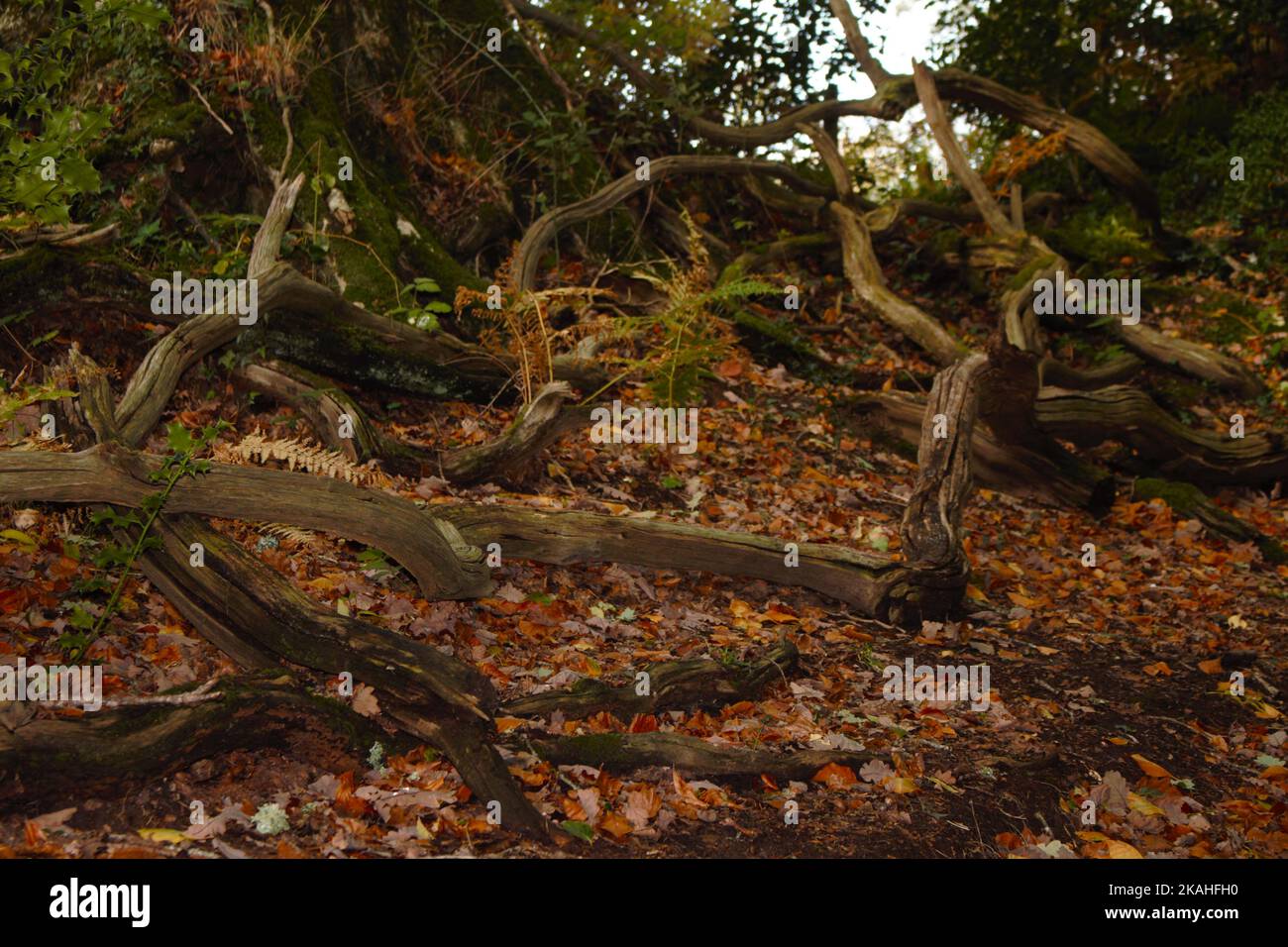 Farm Land Wälder und Kirchen Stockfoto