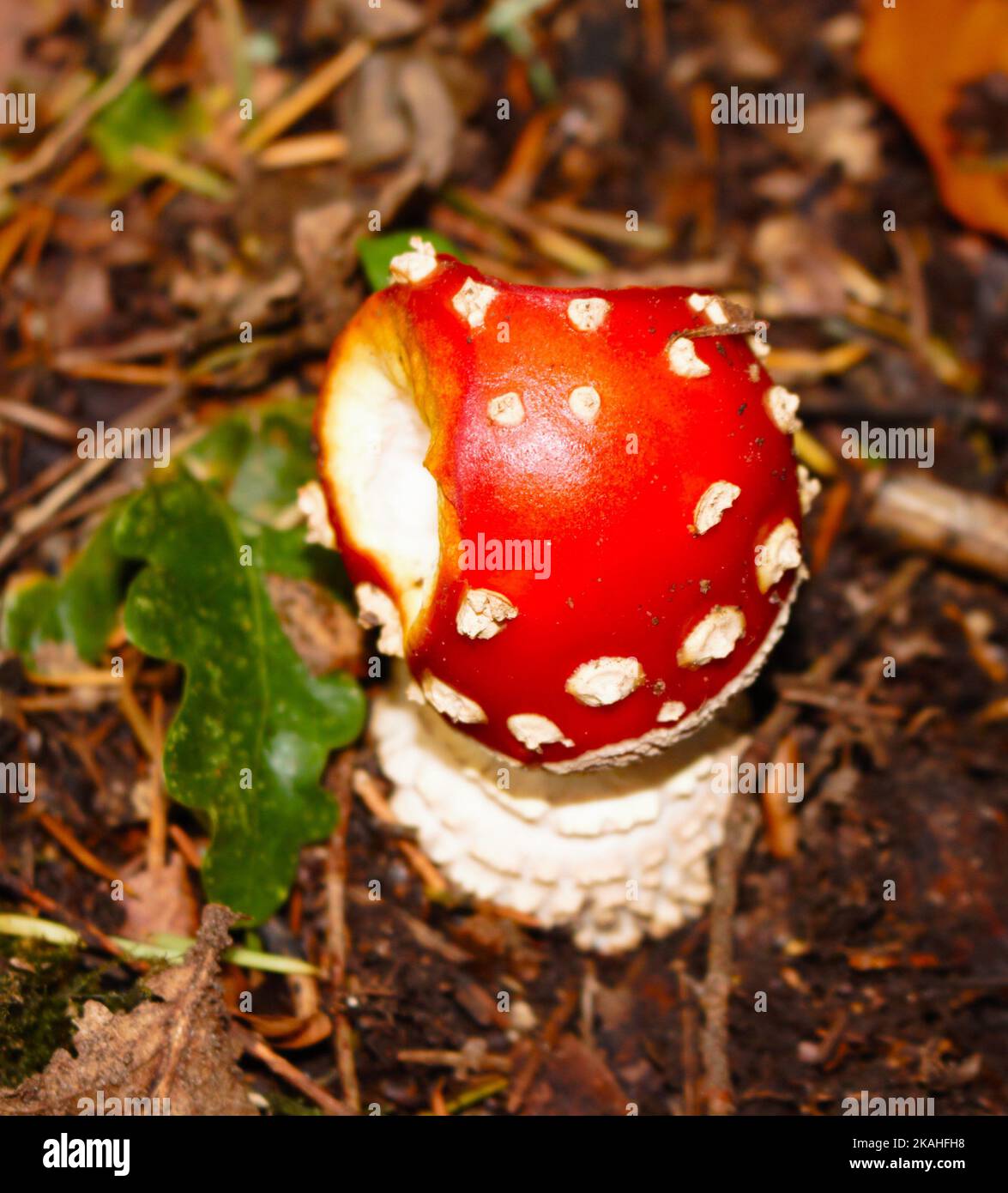 Farm Land Wälder und Kirchen Stockfoto