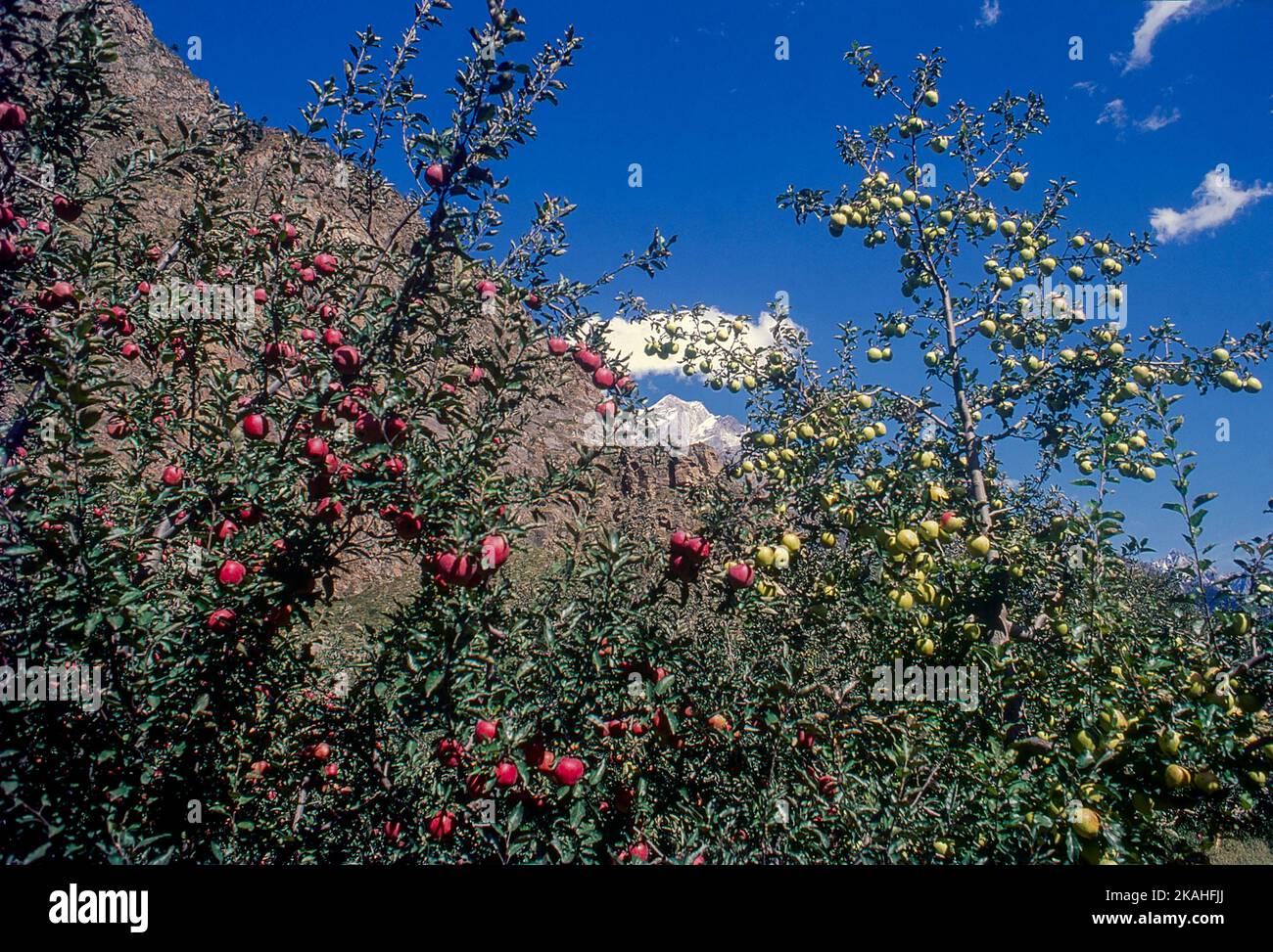 Apfelbäume im Sangla-Tal Stockfoto
