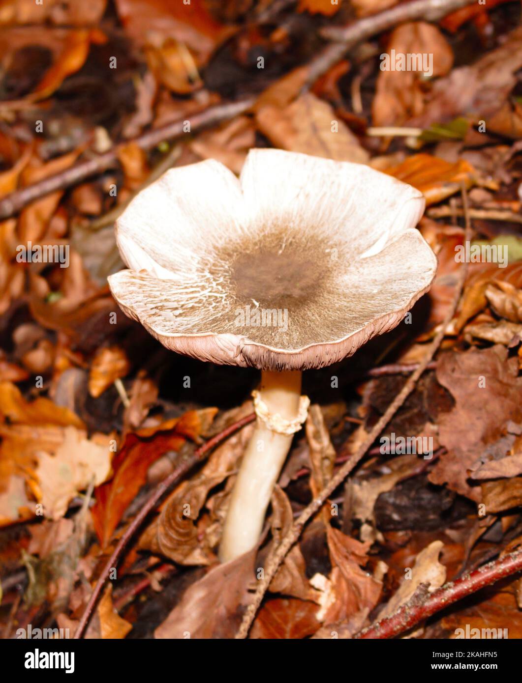Farm Land Wälder und Kirchen Stockfoto