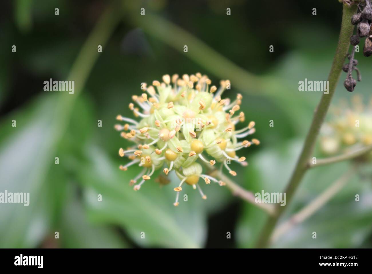 Farm Land Wälder und Kirchen Stockfoto