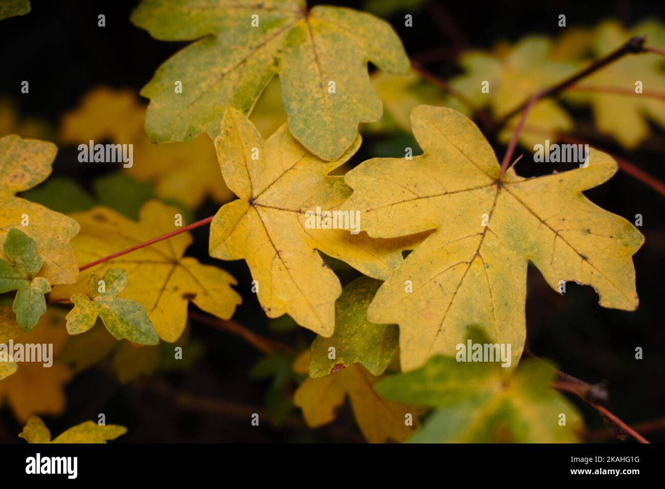 Farm Land Wälder und Kirchen Stockfoto