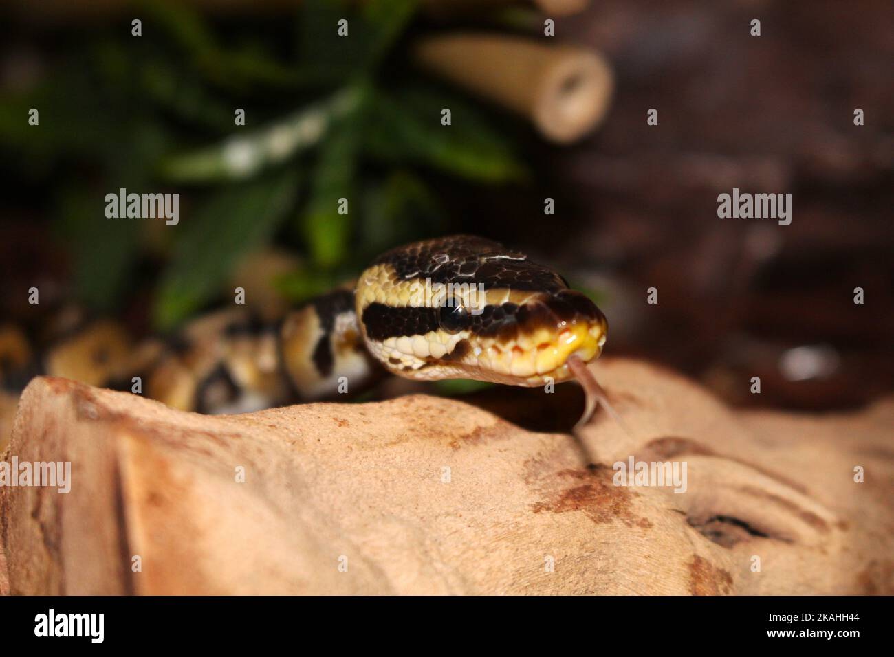 Farm Land Wälder und Kirchen Stockfoto