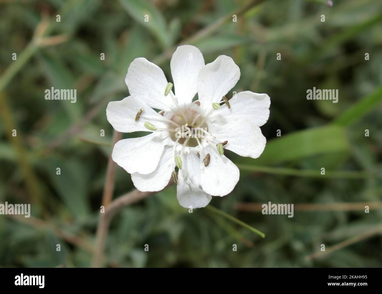 Blasencampion ( Silene vulgaris ) Blumenblume im September, Großbritannien Stockfoto