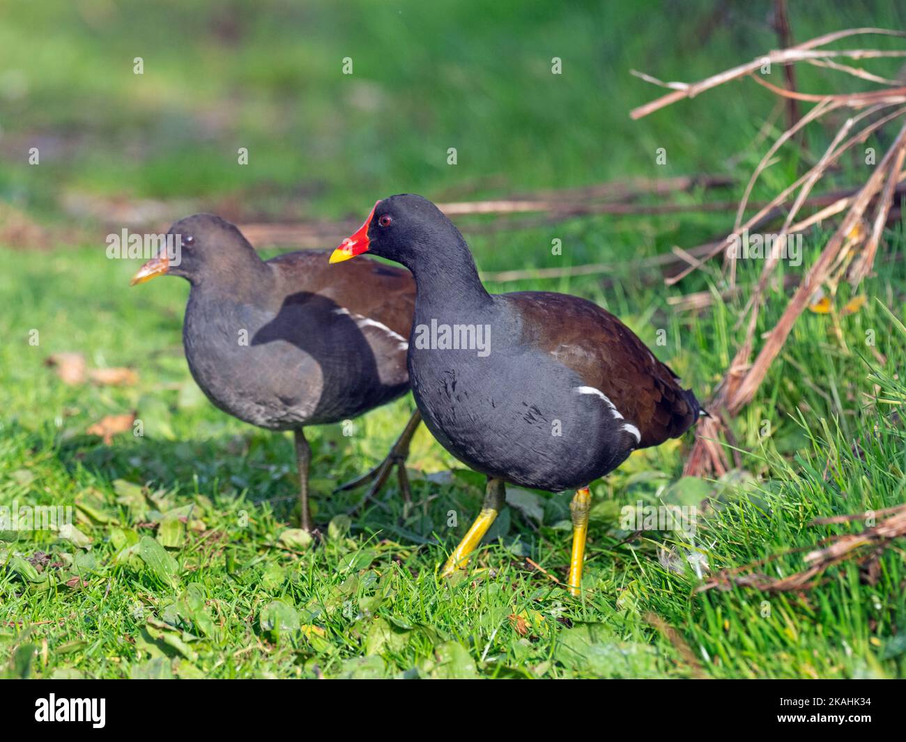 Moorhen Gallinula chloropus Familie mit erwachsenen jungen November in Cley Naturschutzgebiet Nord Norfolk Stockfoto