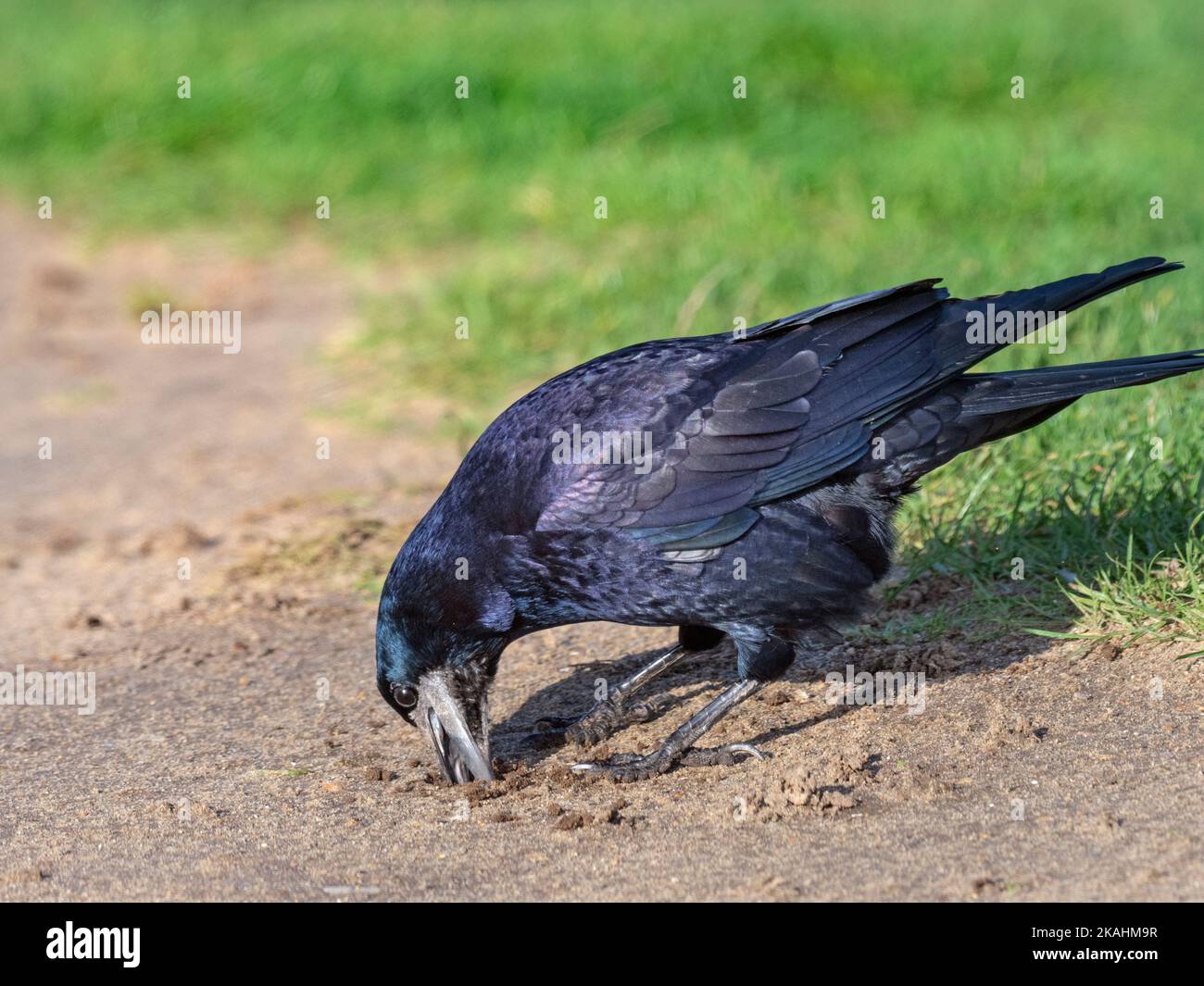 Rook Corvus frugilegus graben im Grasland Ostküste Norfolk Stockfoto