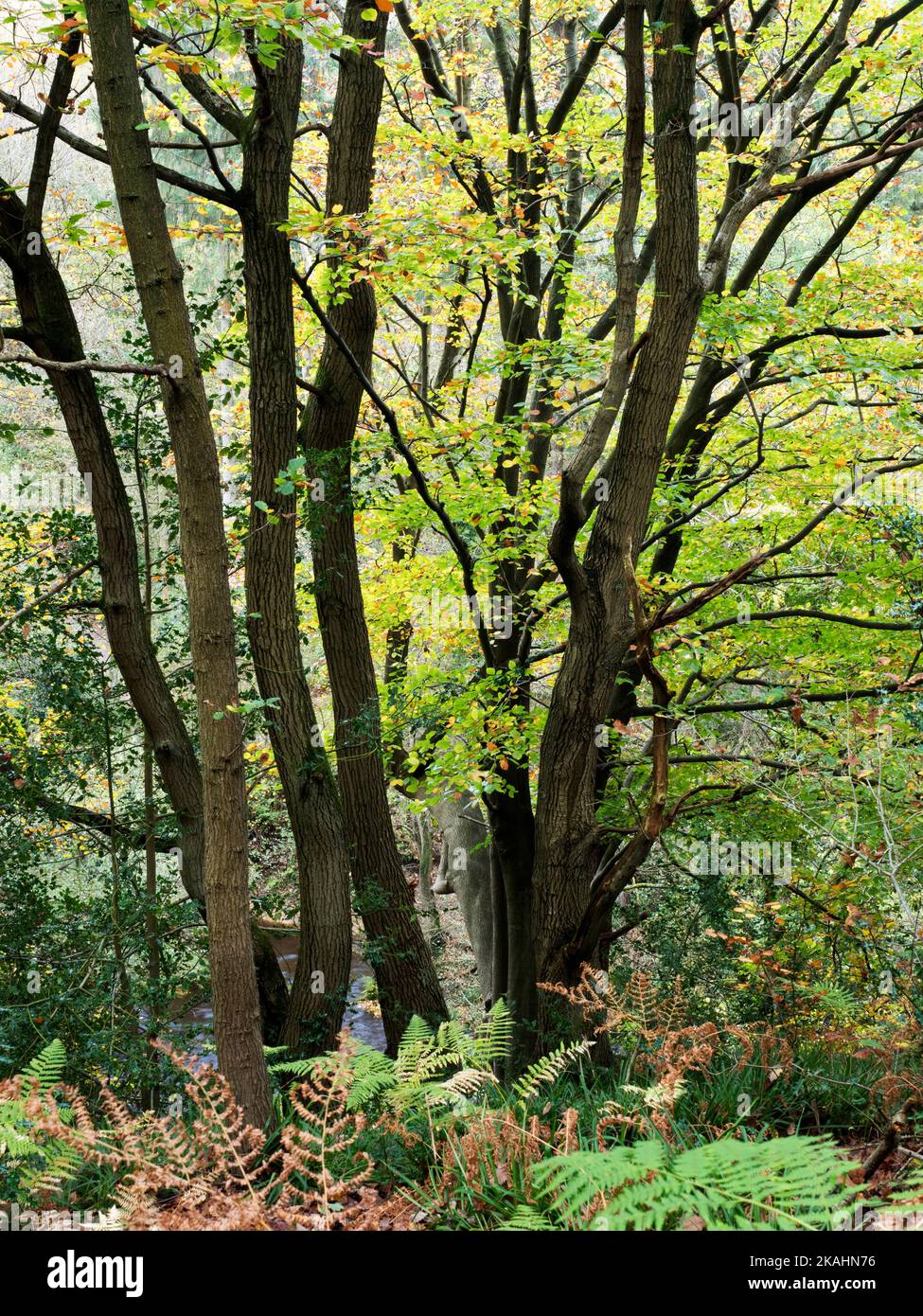 Farbenfroher Herbstbaum in den Nidd Gorge Woods in der Nähe von Knaresborough North Yorkshire England Stockfoto