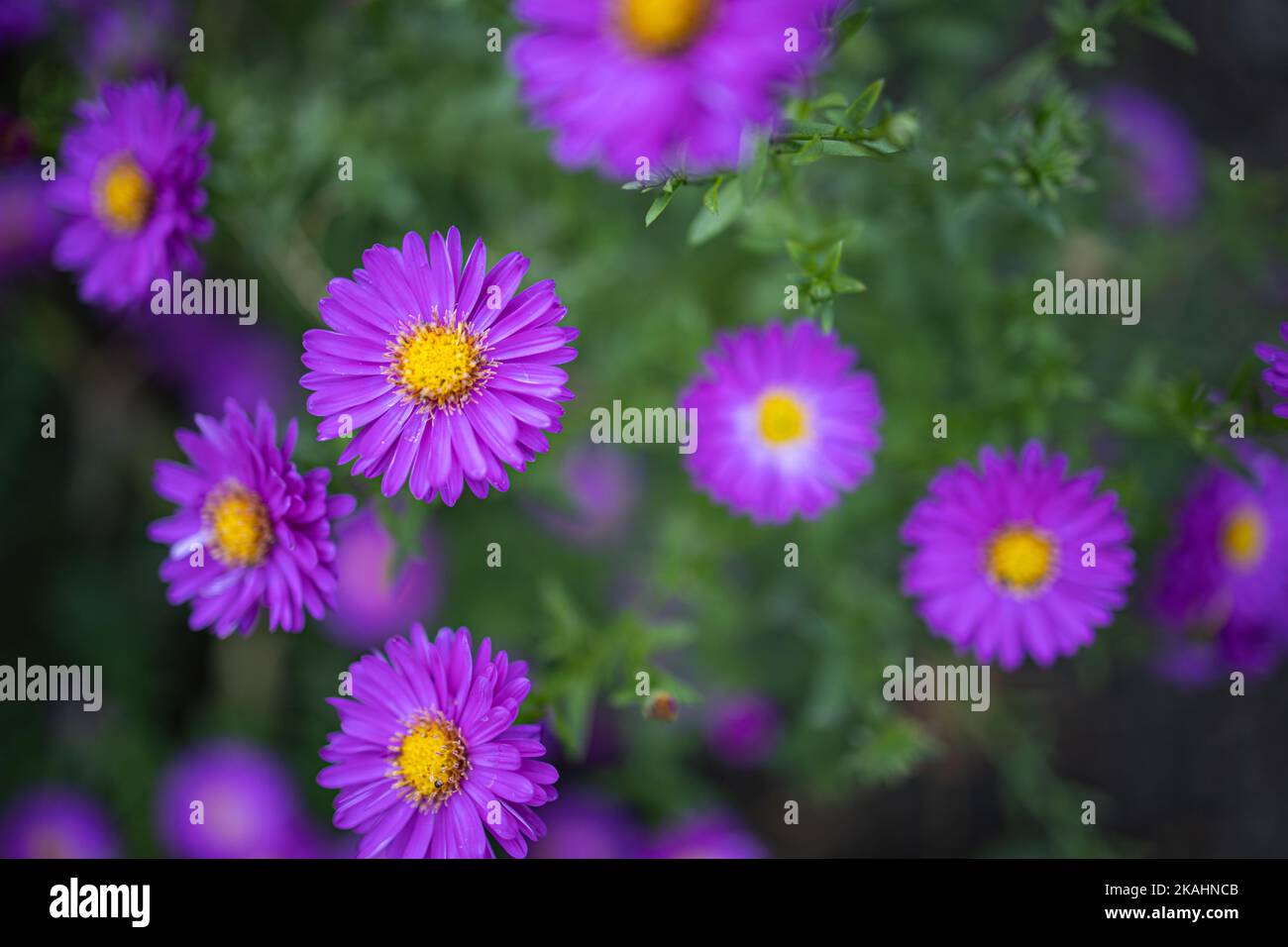 Traum lila Blumen Nahaufnahme. Idyllische Natur Blumengarten szenisch. Nahaufnahme von blühenden Blumen. Lebendige Blumen Hintergrund. Stockfoto