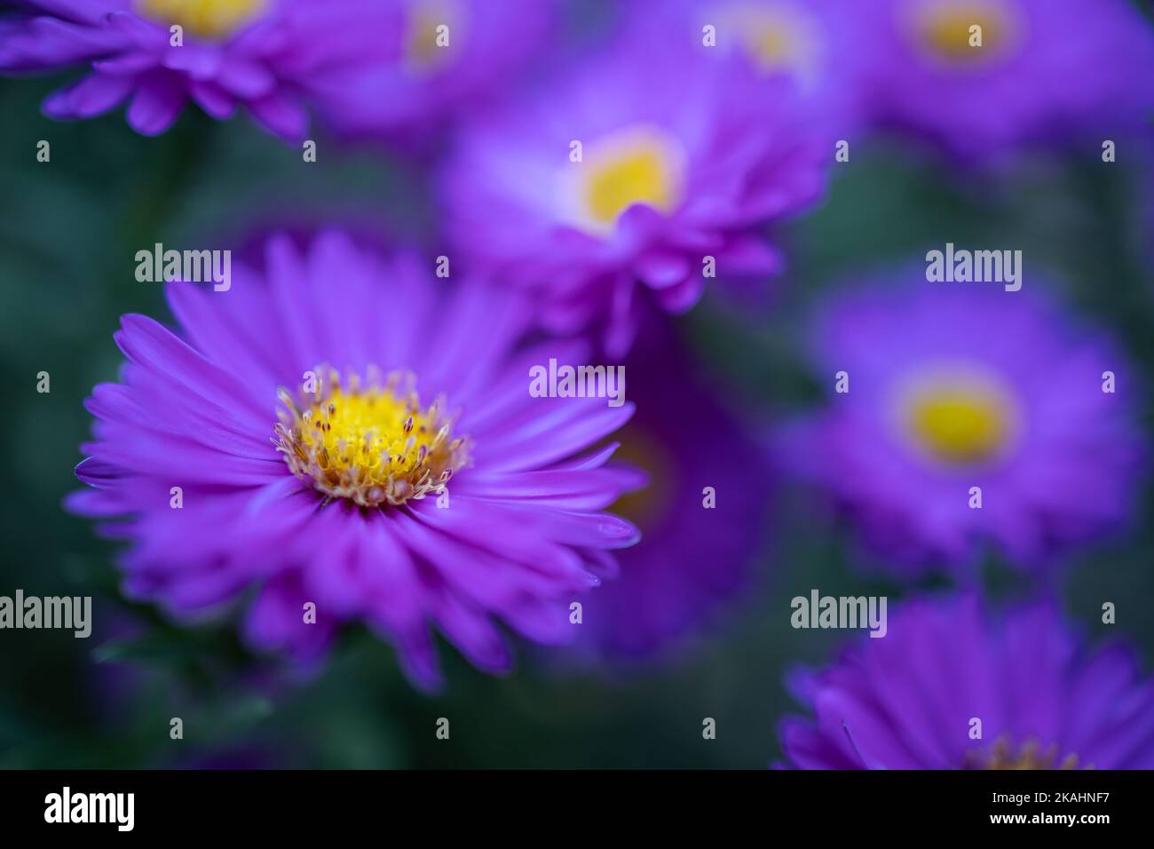 Traum lila Blumen Nahaufnahme. Idyllische Natur Blumengarten szenisch. Nahaufnahme von blühenden Blumen. Lebendige Blumen Hintergrund. Stockfoto