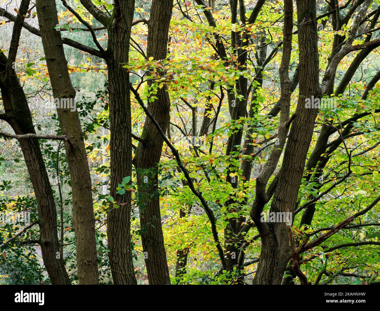 Farbenfroher Herbstbaum in den Nidd Gorge Woods in der Nähe von Knaresborough North Yorkshire England Stockfoto