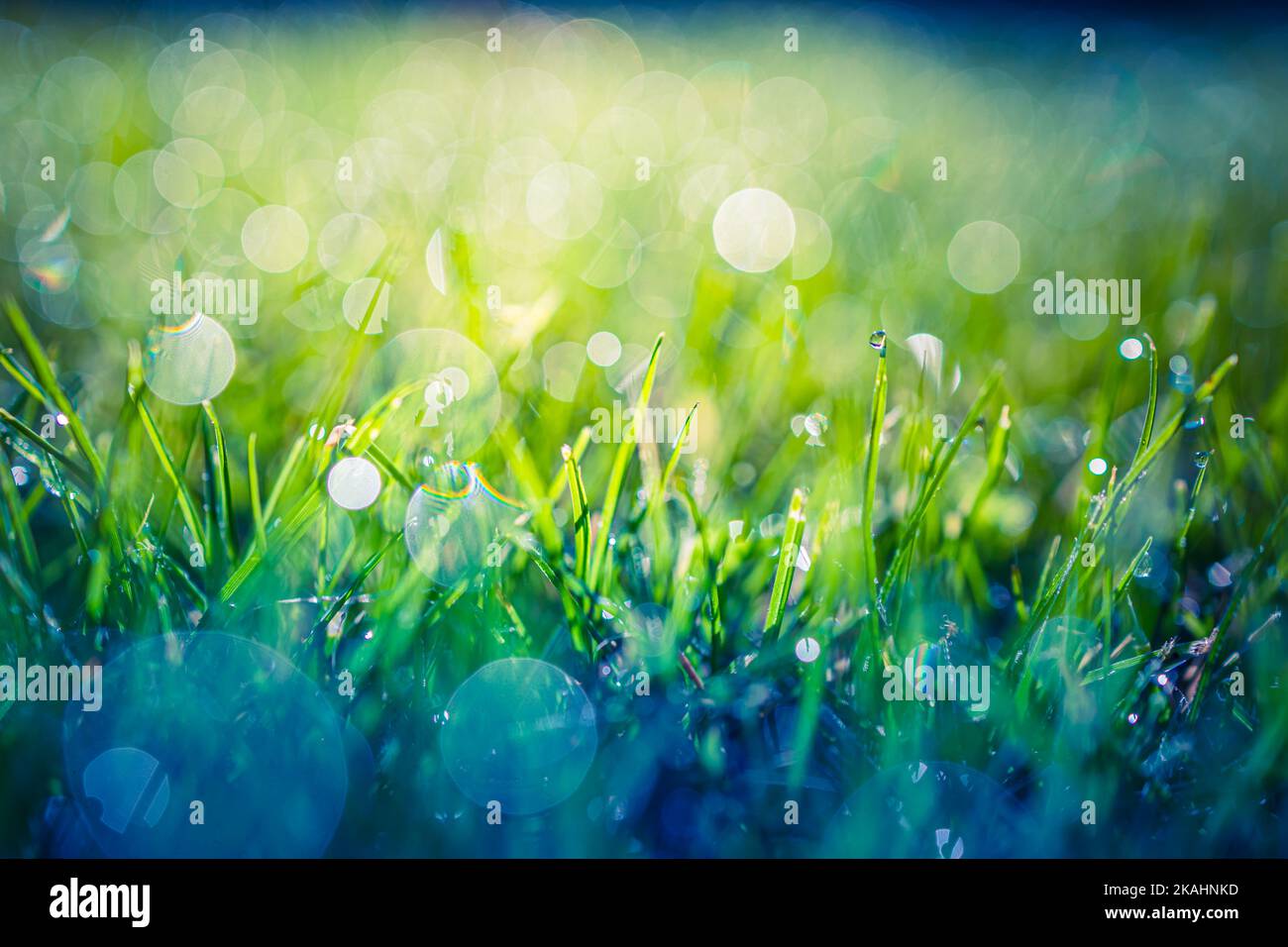 Schöne Nahaufnahme Ökologie Naturlandschaft mit Wiese. Abstrakter Grashintergrund. Künstlerisches Bokeh Waldfeld mit warmen Sonnenuntergang Licht, entspannen Natur Stockfoto