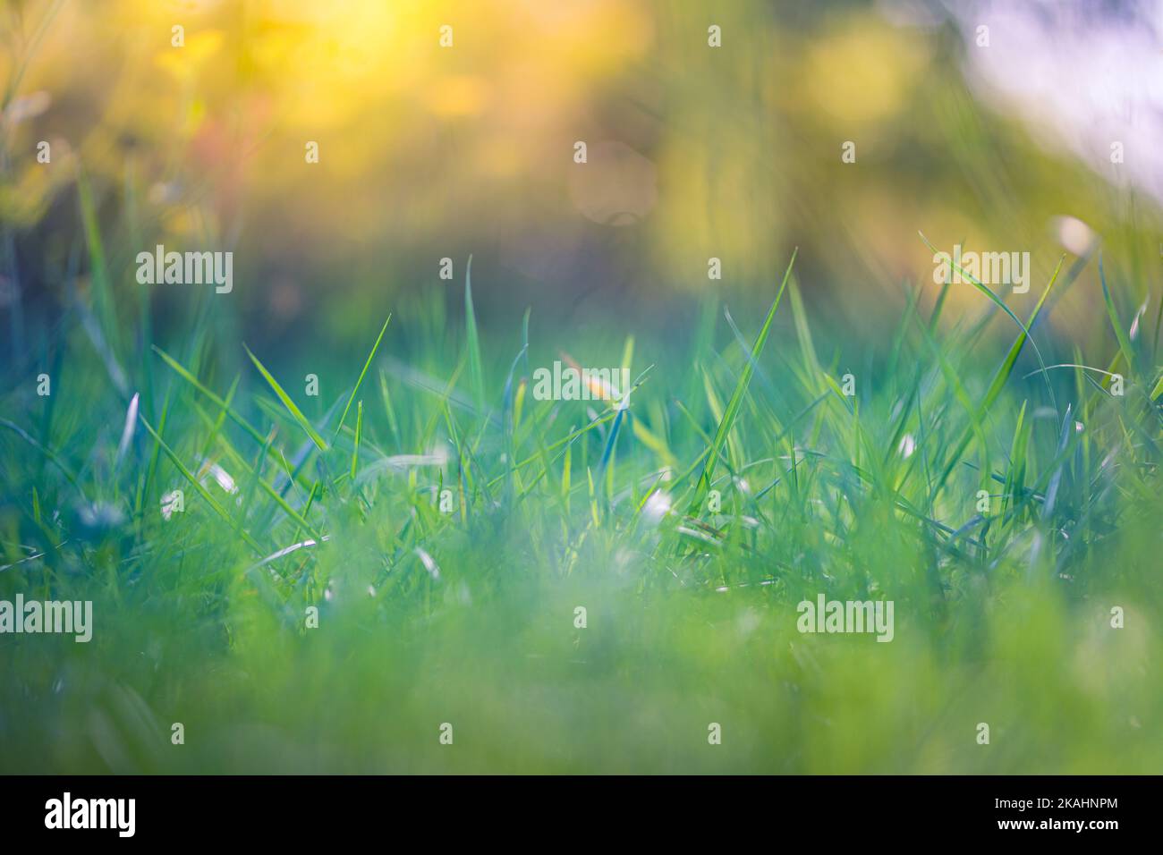 Schöne Nahaufnahme Ökologie Naturlandschaft mit Wiese. Abstrakter Grashintergrund. Künstlerisches Bokeh Waldfeld mit warmen Sonnenuntergang Licht, entspannen Natur Stockfoto