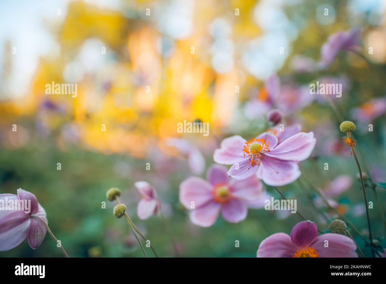 Künstlerische Natur aus der Nähe, Blumengarten mit Sonnenuntergang Licht, idyllische natürliche Farben und helle Aussicht. Atemberaubende beruhigende verwischte Blätter mit schönen Stockfoto