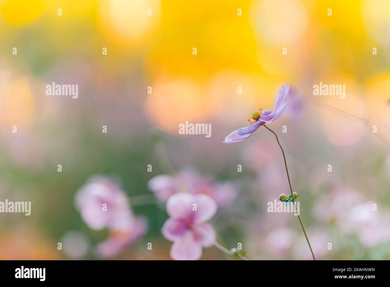 Künstlerische Natur aus der Nähe, Blumengarten mit Sonnenuntergang Licht, idyllische natürliche Farben und helle Aussicht. Atemberaubende beruhigende verwischte Blätter mit schönen Stockfoto