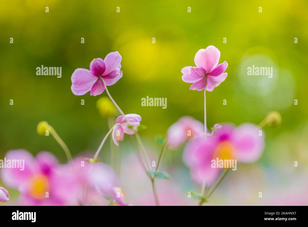 Künstlerische Natur aus der Nähe, Blumengarten mit Sonnenuntergang Licht, idyllische natürliche Farben und helle Aussicht. Atemberaubende beruhigende verwischte Blätter mit schönen Stockfoto