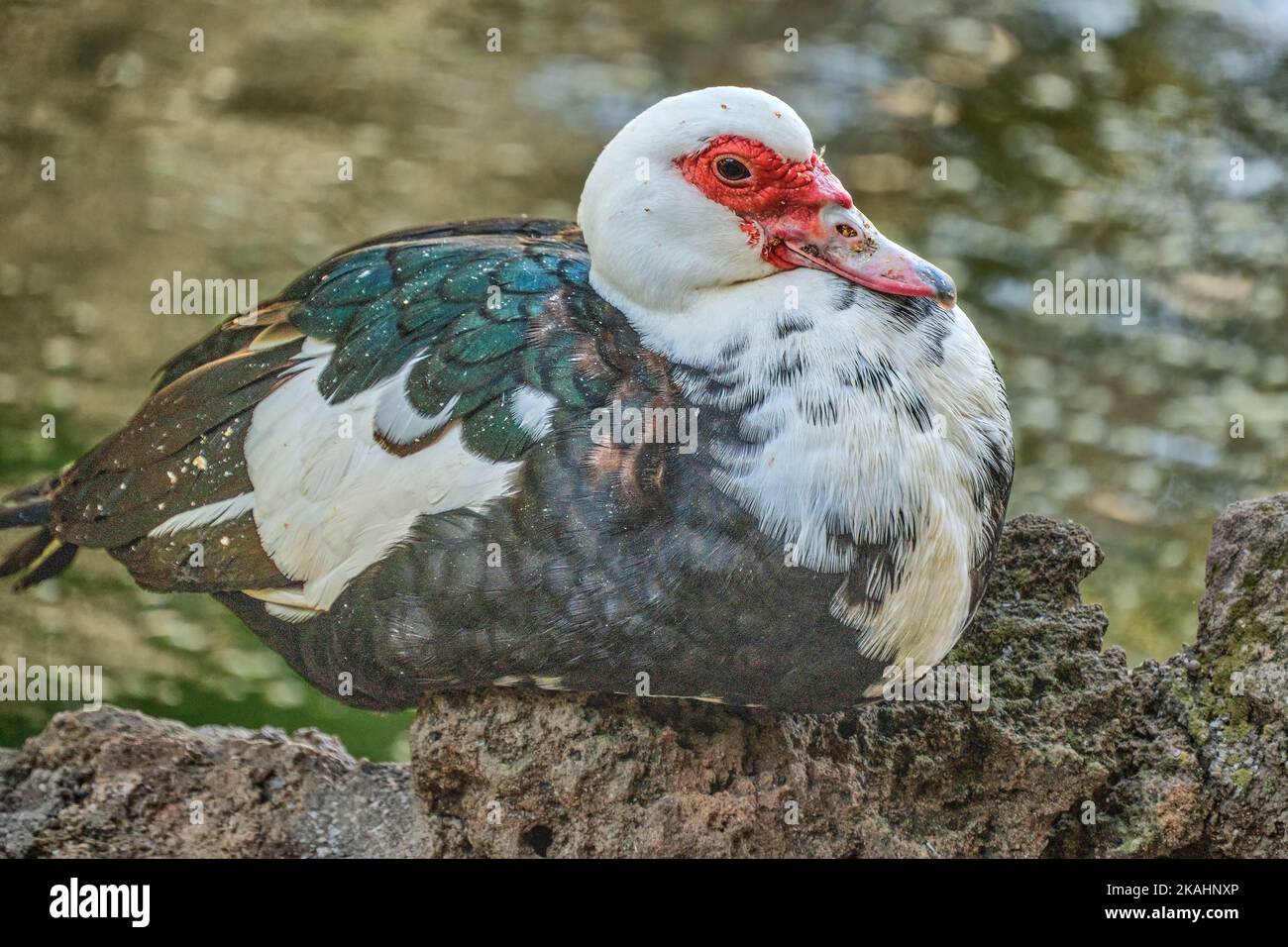 Moskauer Ente in einem Park in Trapani auf Sizilien Stockfoto