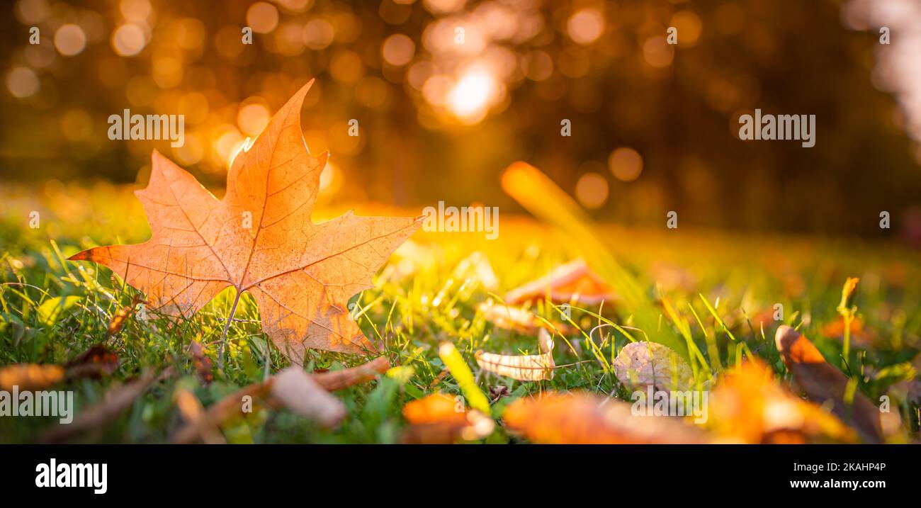Herbst Ahornblatt auf grünem Gras, Makro Nahaufnahme. Perfekte Natur Nahaufnahme Landschaft mit gelben Baumblättern, grünem Gras und Sonnenstrahlen. Dramatisches Laub Stockfoto