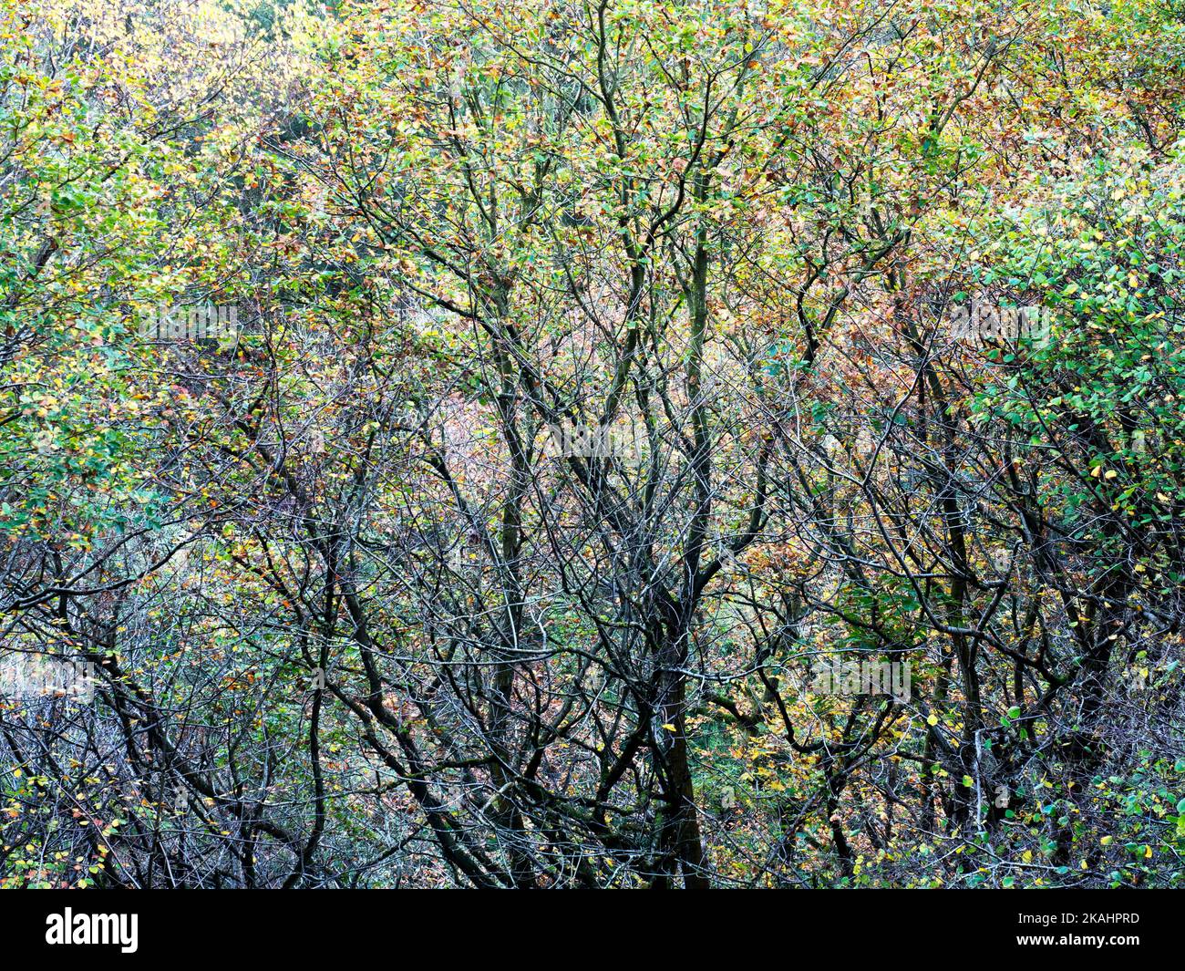 Muster herbstlicher Bäume in den Nidd Gorge Woods in der Nähe von Knaresborough North Yorkshire England Stockfoto