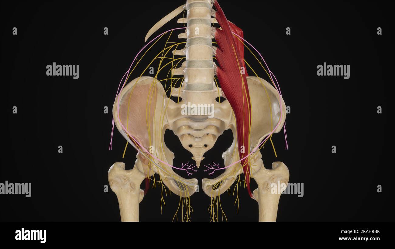 Anatomische Darstellung des Nervus Iliohypogastric Stockfoto