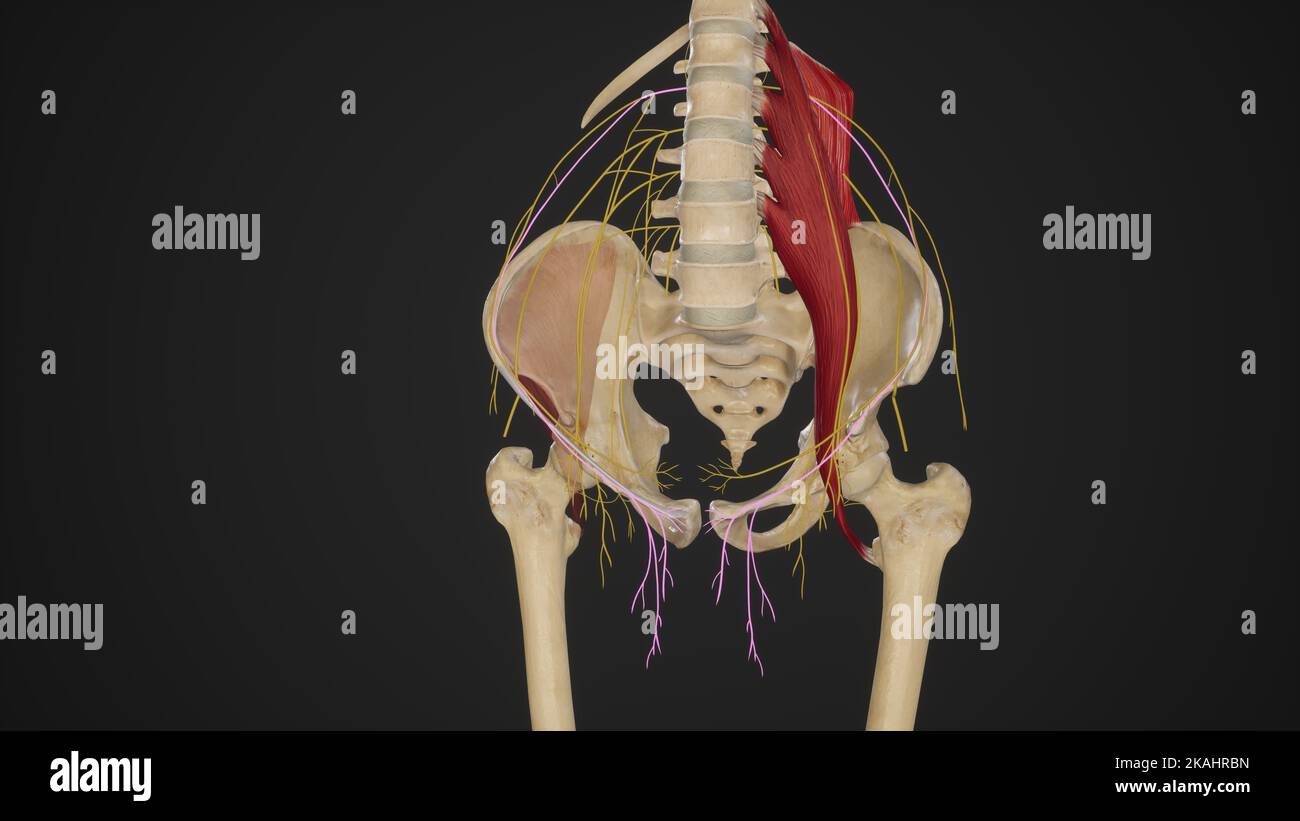 Anatomische Darstellung des Nervus Ilioinguinalis Stockfoto