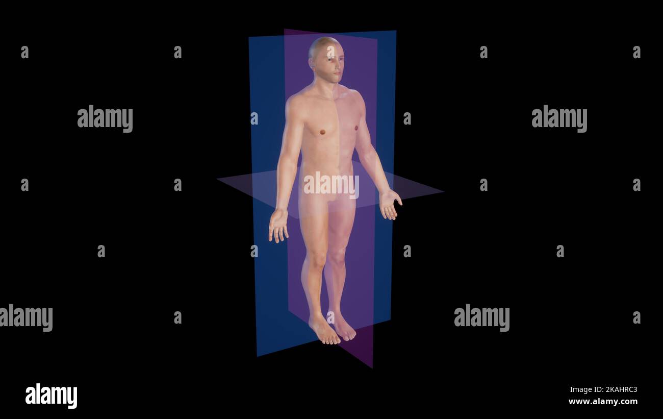 Anatomische Körperebenen, die sagittale, koronale und horizontale (transversale) Ebenen durch einen männlichen Körper zeigen Stockfoto