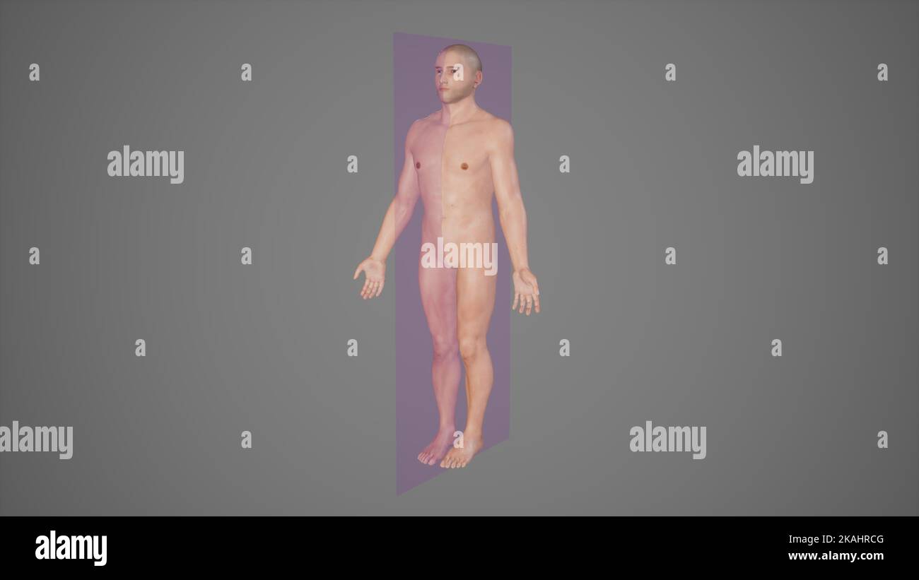 Anatomische Erklärung der sagittalen Ebene durch einen männlichen Körper Stockfoto