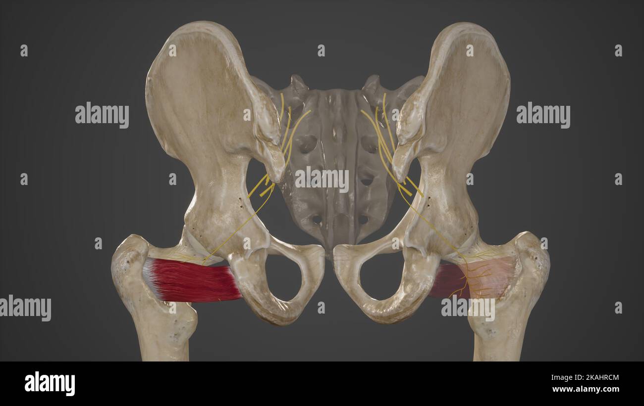Nerven Zu Quadratus Femoris Stockfoto