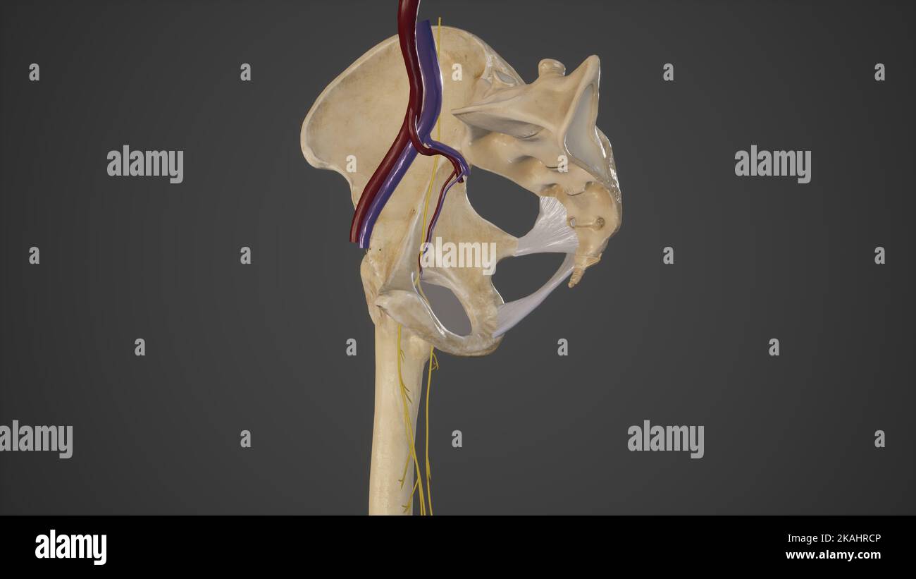 Anatomische Darstellung des Obturatorenkanals Stockfoto