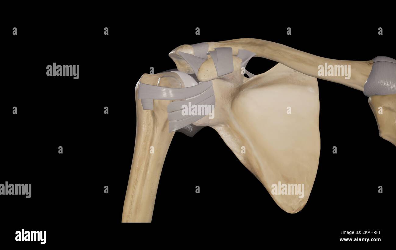 Schulter Anatomie-Gelenke und Bänder Stockfoto