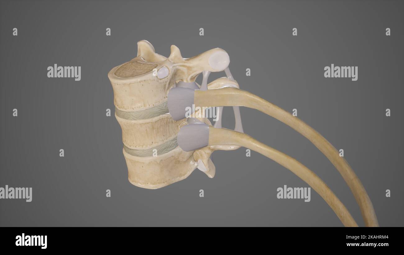 Medizinische Illustration der costovertebralen Artikulation Stockfoto