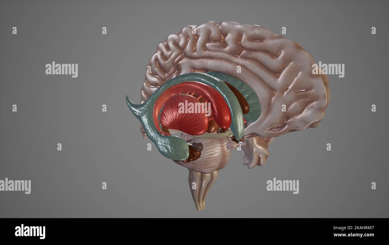 Medizinische Illustration von tiefen Strukturen des Gehirns Stockfoto