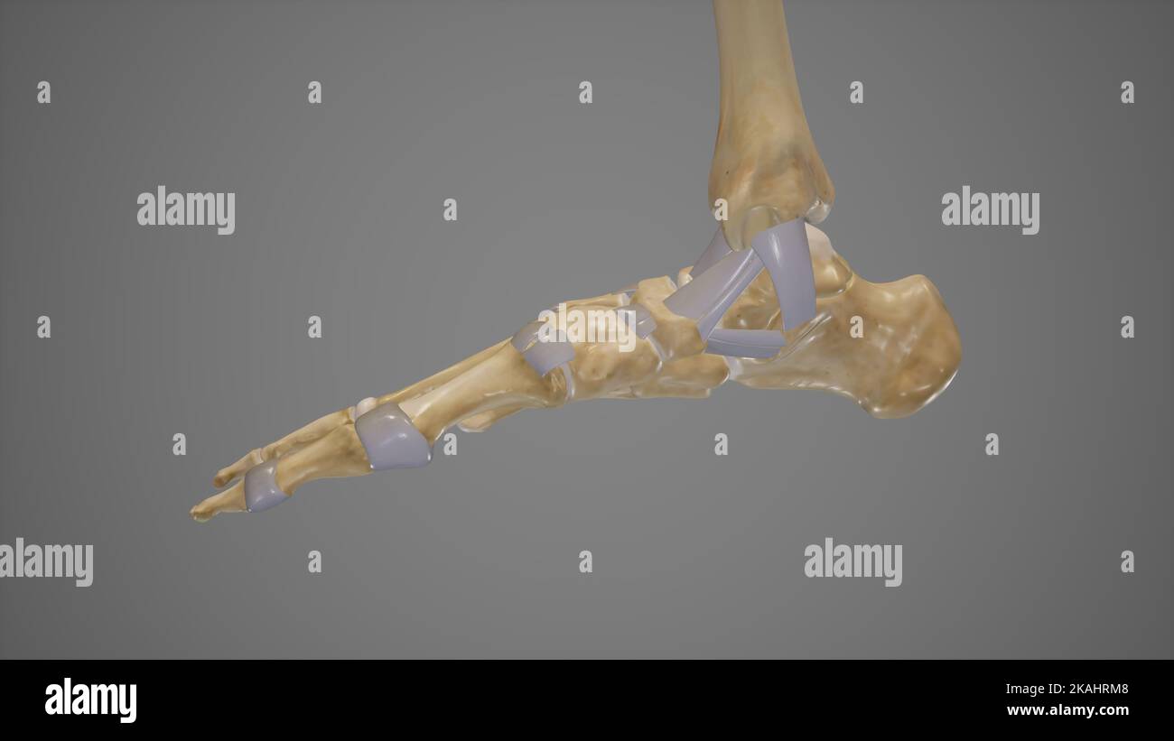 Deltoidband des Knöchels Stockfoto