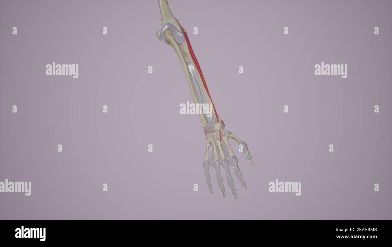 Anatomie Des Muskels Des Brustmuskels Stockfoto