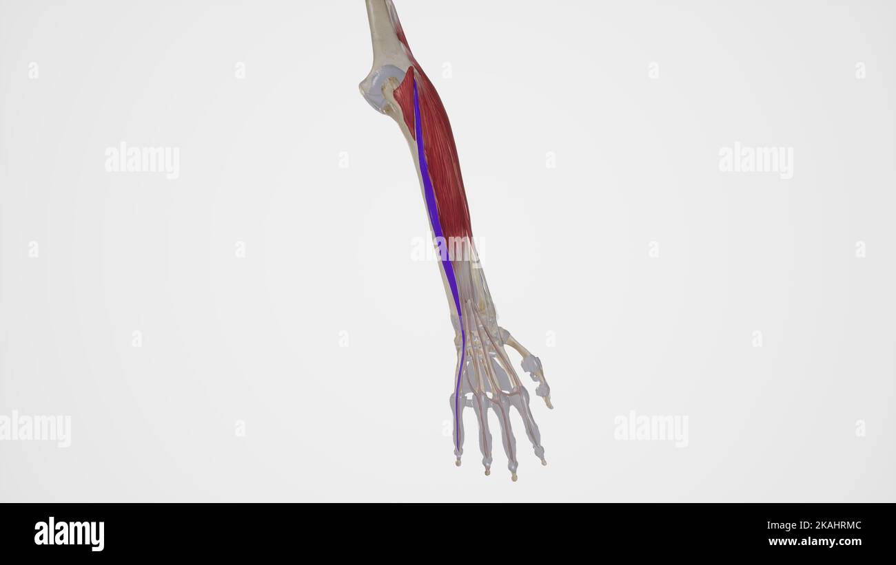 Anatomie Des Muskels Extensor Digiti Minimi Stockfoto