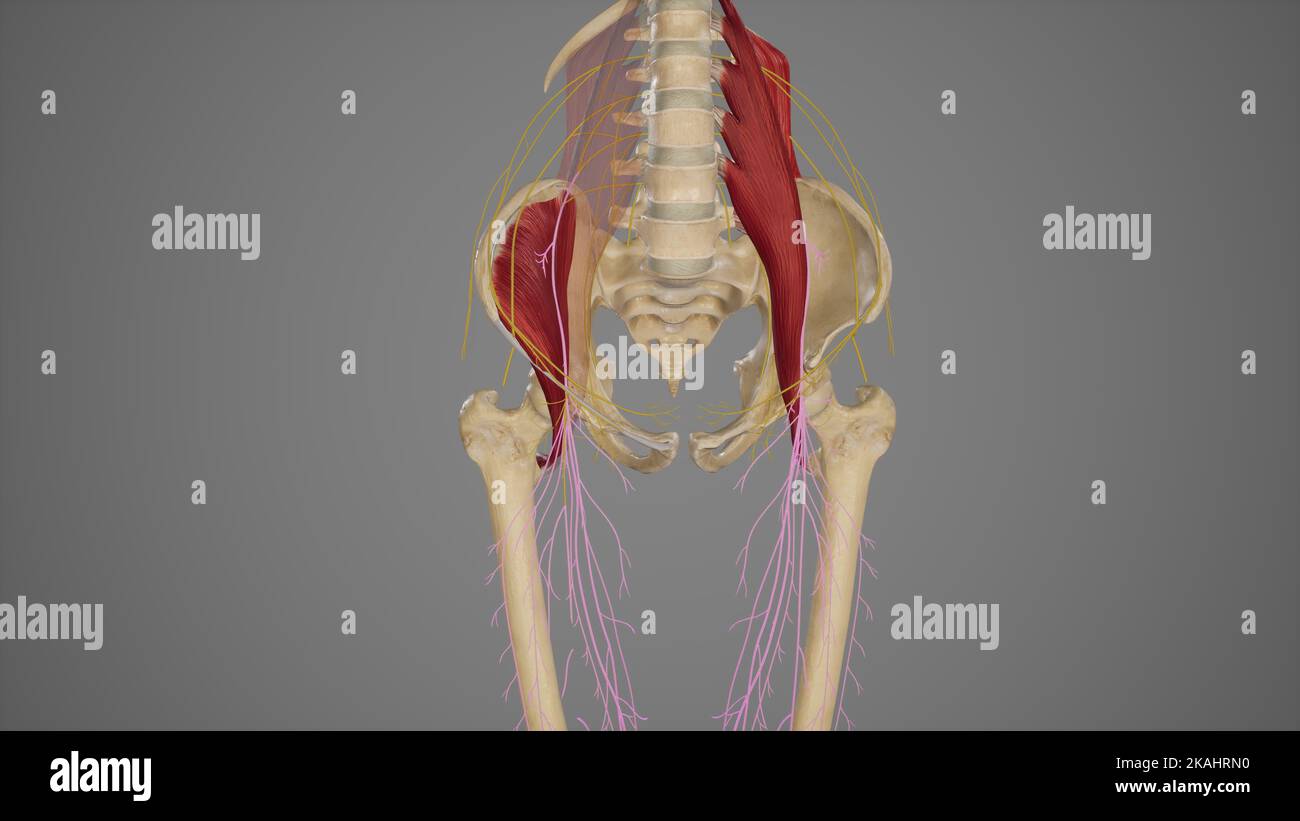 Medizinische Illustration zur Erklärung des Nervus femoralis Stockfoto