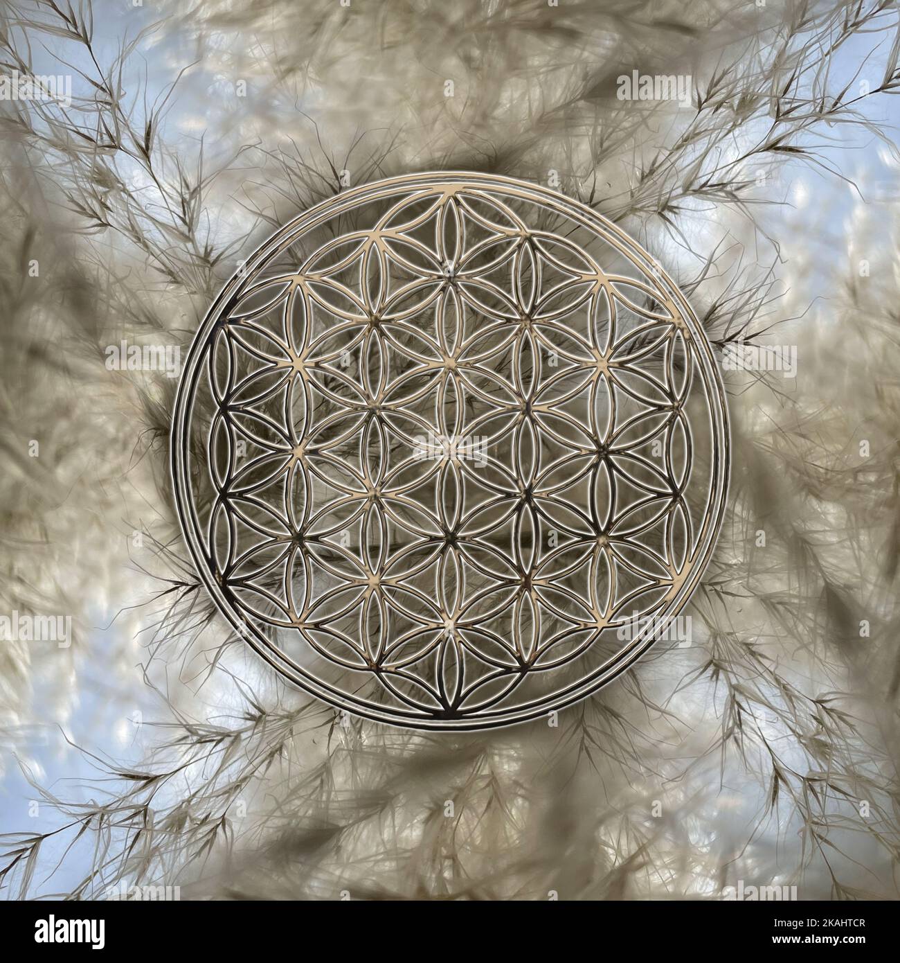 Goldene Blume des Lebens auf schönen Herbst Gras Hintergrund Stockfoto