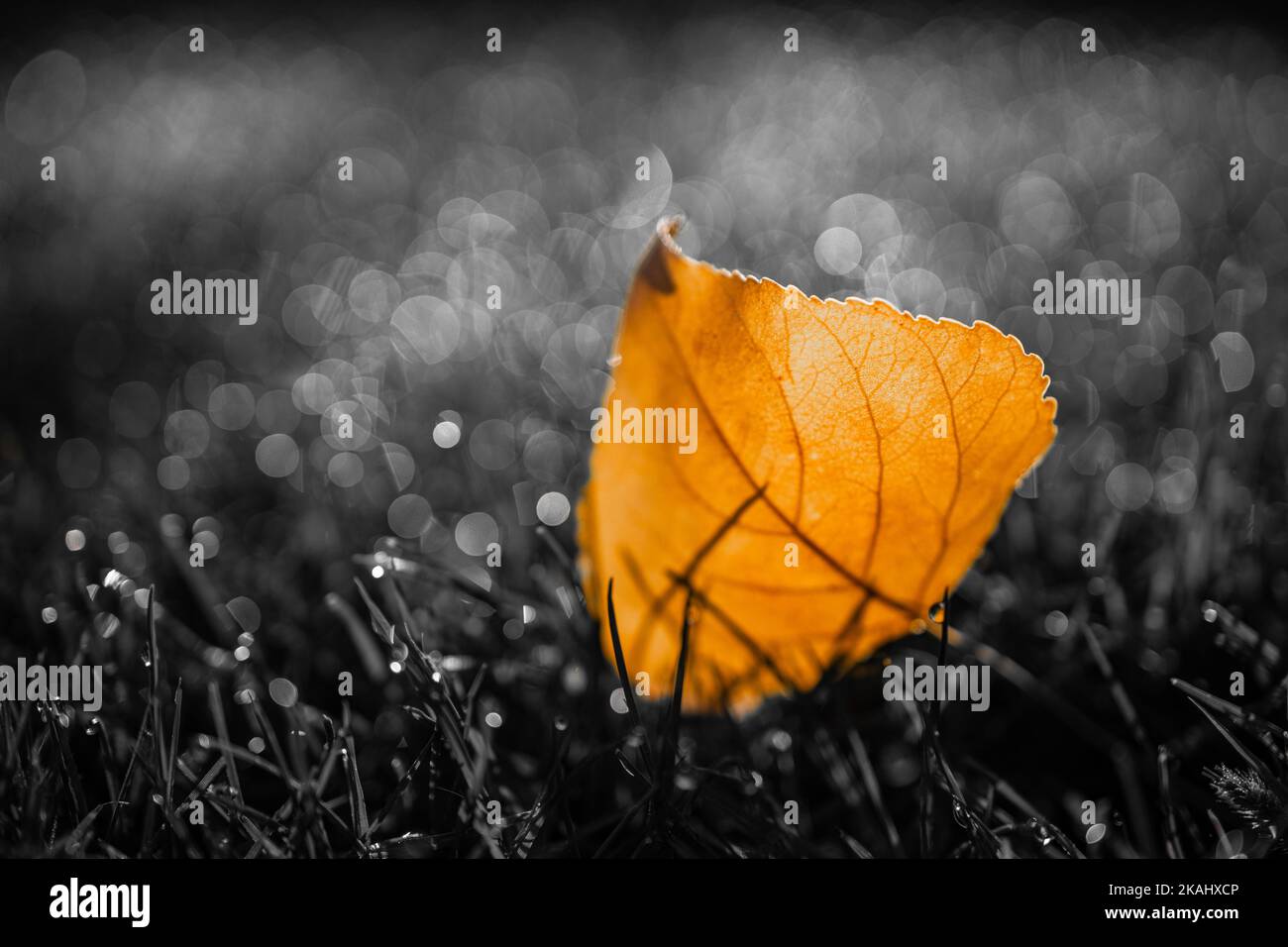 Dramatisches Herbstblatt im grünen Gras, herbstliche Landschaft, Blick in die Natur mit Sonnenstrahlen und entspannenden, verschwommenen Waldbäumen. Schwarz und Weiß saisonal Stockfoto