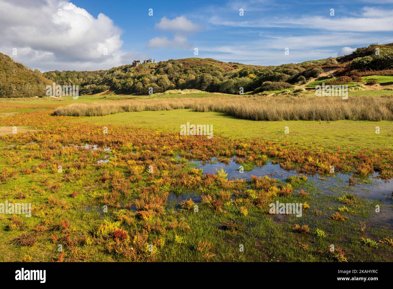 Glassworts wachsen im Gezeitensalzmarsch an der Three Cliffs Bay, die von Pennard Castle, Gower Peninsula, Wales, übersehen wird Stockfoto