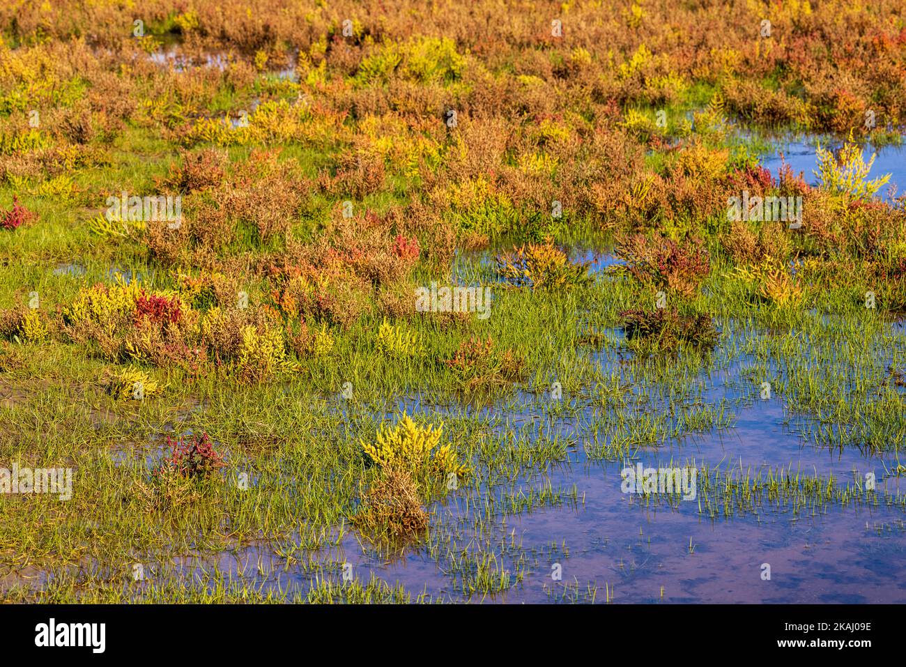 Glassworts wachsen im Gezeitensalzmarsch bei Three Cliffs Bay, Gower Peninsula, Wales Stockfoto