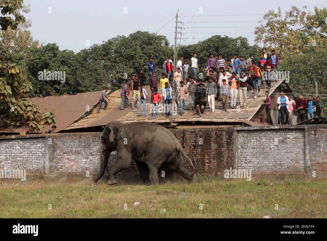 Ein wilder Elefant, der in die Stadt hineingestreut ist, steht, nachdem die Behörden ihn am Mittwoch, den 10. Februar 2016, mit einer Beruhigungspistole in Siliguri im Bundesstaat Westbengalen, Indien, beschossen haben. Der Elefant war am Mittwoch aus dem Baikunthapur-Wald gewandert und hatte Straßen und einen kleinen Fluss überquert, bevor er in die Stadt kam. Der in Panik geratene Elefant rannte Amok und trampelte geparkte Autos und Motorräder, bevor er beruhigt wurde. (Foto von S Majumder/NurPhoto) *** Bitte nutzen Sie die Gutschrift aus dem Kreditfeld *** Stockfoto
