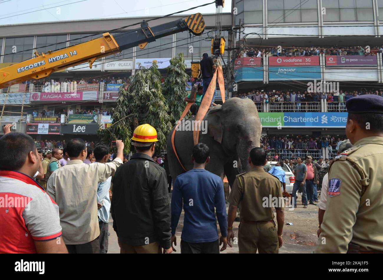 Ein wilder Elefant, der in die Stadt hineingestreut ist, steht, nachdem die Behörden ihn am Mittwoch, den 10. Februar 2016, mit einer Beruhigungspistole in Siliguri im Bundesstaat Westbengalen, Indien, beschossen haben. Der Elefant war am Mittwoch aus dem Baikunthapur-Wald gewandert und hatte Straßen und einen kleinen Fluss überquert, bevor er in die Stadt kam. Der in Panik geratene Elefant rannte Amok und trampelte geparkte Autos und Motorräder, bevor er beruhigt wurde. (Foto von S Majumder/NurPhoto) *** Bitte nutzen Sie die Gutschrift aus dem Kreditfeld *** Stockfoto