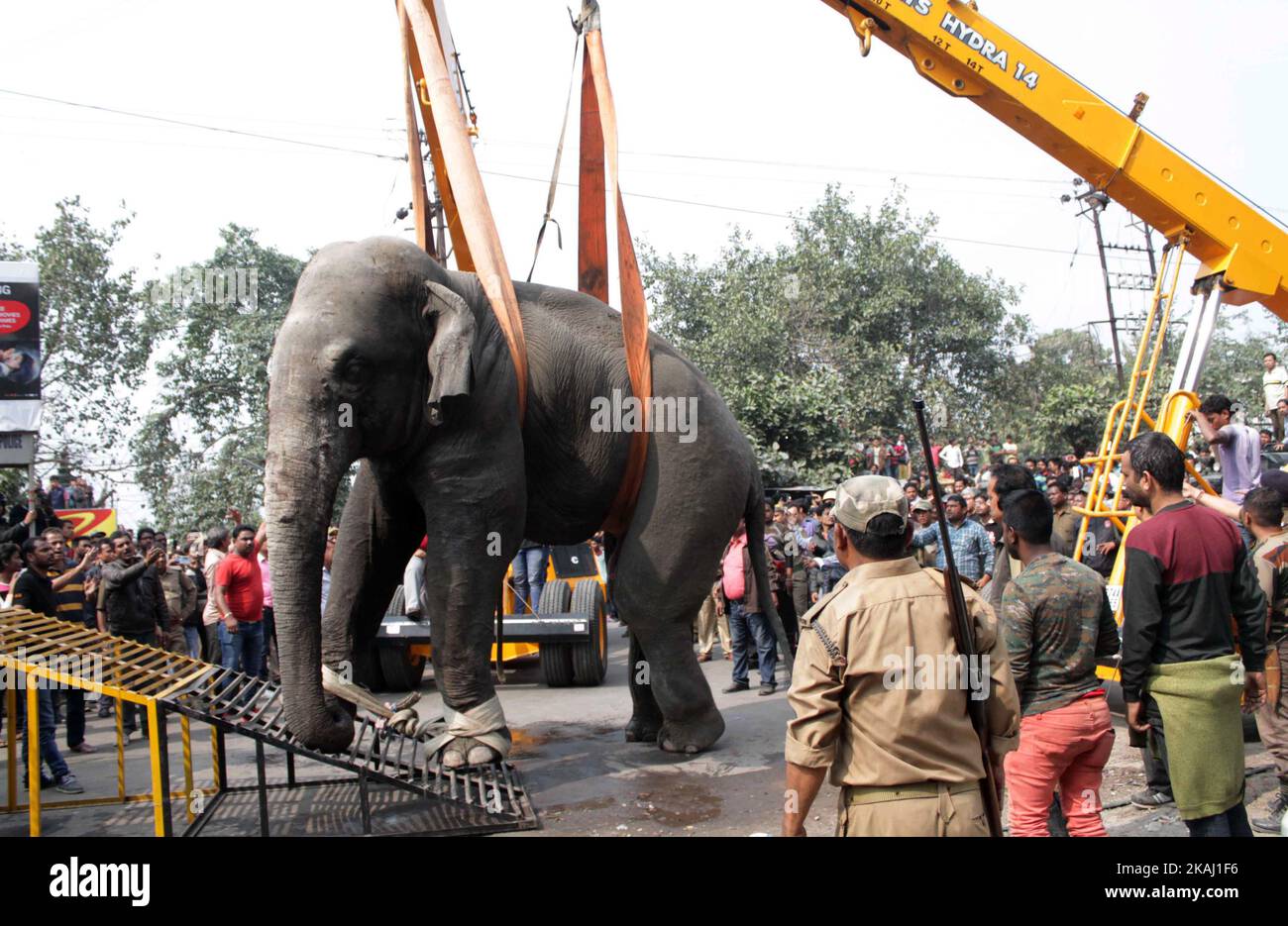 Ein wilder Elefant, der in die Stadt hineingestreut ist, steht, nachdem die Behörden ihn am Mittwoch, den 10. Februar 2016, mit einer Beruhigungspistole in Siliguri im Bundesstaat Westbengalen, Indien, beschossen haben. Der Elefant war am Mittwoch aus dem Baikunthapur-Wald gewandert und hatte Straßen und einen kleinen Fluss überquert, bevor er in die Stadt kam. Der in Panik geratene Elefant rannte Amok und trampelte geparkte Autos und Motorräder, bevor er beruhigt wurde. (Foto von S Majumder/NurPhoto) *** Bitte nutzen Sie die Gutschrift aus dem Kreditfeld *** Stockfoto