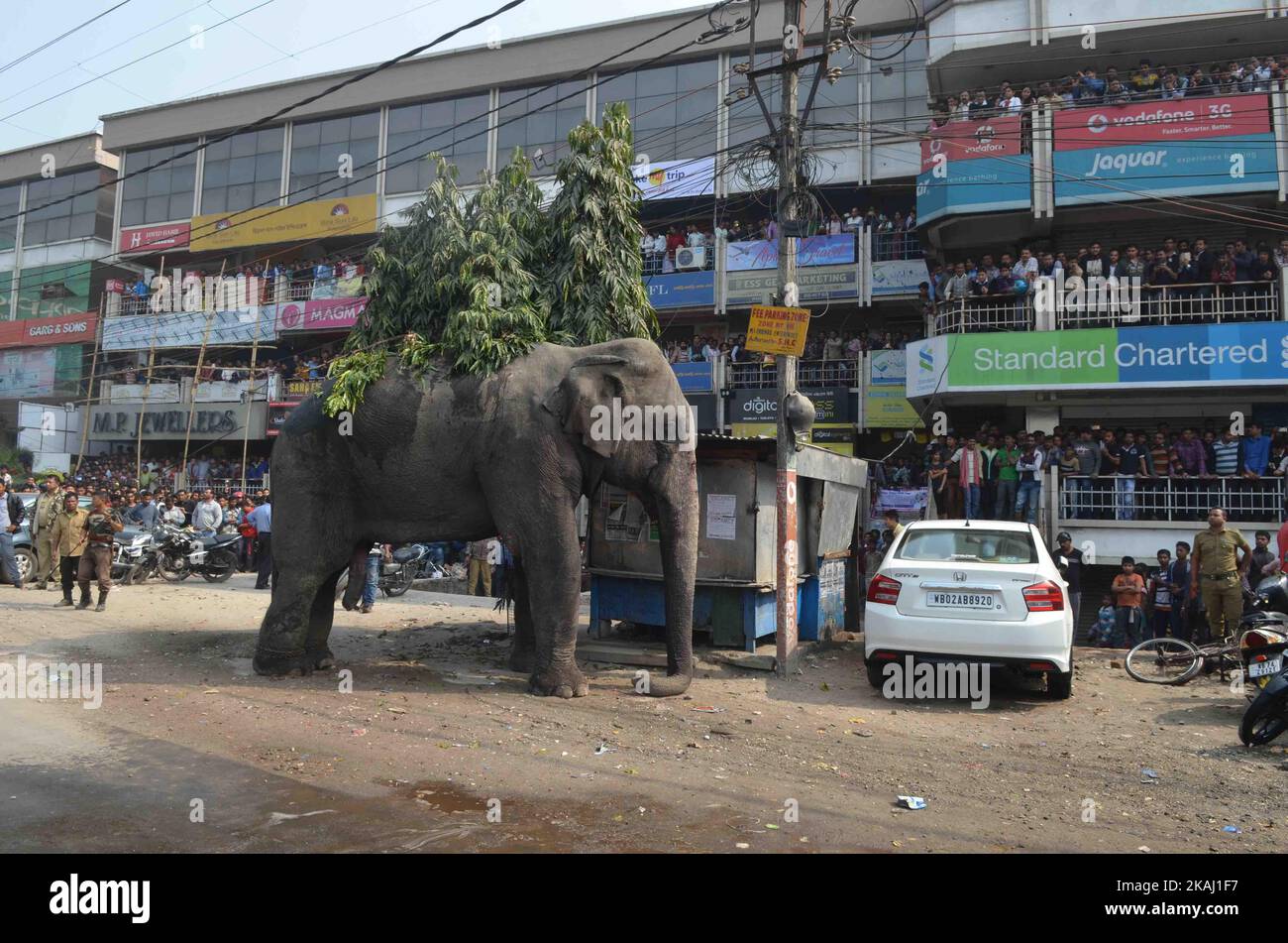 Ein wilder Elefant, der in die Stadt hineingestreut ist, steht, nachdem die Behörden ihn am Mittwoch, den 10. Februar 2016, mit einer Beruhigungspistole in Siliguri im Bundesstaat Westbengalen, Indien, beschossen haben. Der Elefant war am Mittwoch aus dem Baikunthapur-Wald gewandert und hatte Straßen und einen kleinen Fluss überquert, bevor er in die Stadt kam. Der in Panik geratene Elefant rannte Amok und trampelte geparkte Autos und Motorräder, bevor er beruhigt wurde. (Foto von S Majumder/NurPhoto) *** Bitte nutzen Sie die Gutschrift aus dem Kreditfeld *** Stockfoto