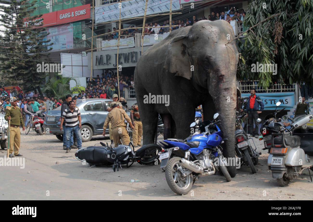 Ein wilder Elefant, der in die Stadt hineingestreut ist, steht, nachdem die Behörden ihn am Mittwoch, den 10. Februar 2016, mit einer Beruhigungspistole in Siliguri im Bundesstaat Westbengalen, Indien, beschossen haben. Der Elefant war am Mittwoch aus dem Baikunthapur-Wald gewandert und hatte Straßen und einen kleinen Fluss überquert, bevor er in die Stadt kam. Der in Panik geratene Elefant rannte Amok und trampelte geparkte Autos und Motorräder, bevor er beruhigt wurde. (Foto von S Majumder/NurPhoto) *** Bitte nutzen Sie die Gutschrift aus dem Kreditfeld *** Stockfoto